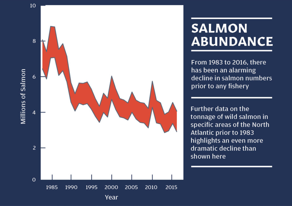 Wild salmon population