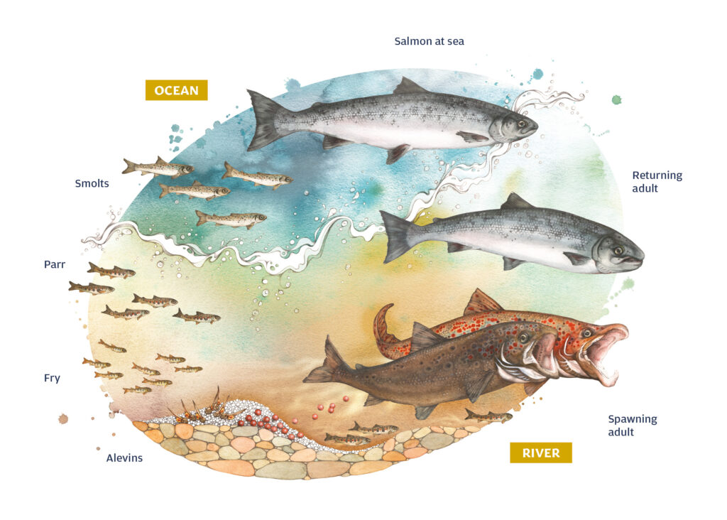 Aquaculture and the Salmon Life Cycle