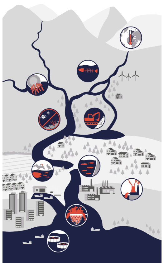 salmon life cycle map